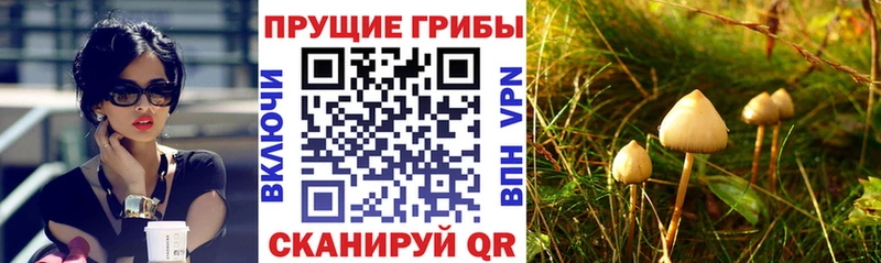 Галлюциногенные грибы Psilocybine cubensis  Купить закладки  Обоянь 